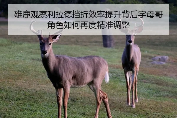 雄鹿观察利拉德挡拆效率提升背后字母哥角色如何再度精准调整 - kaiyun